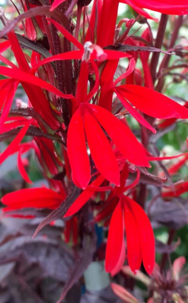 Lobelia cardinalis 'Chocolate Truffles'2 Lobelia cardinalis 'Chocolate Truffles'