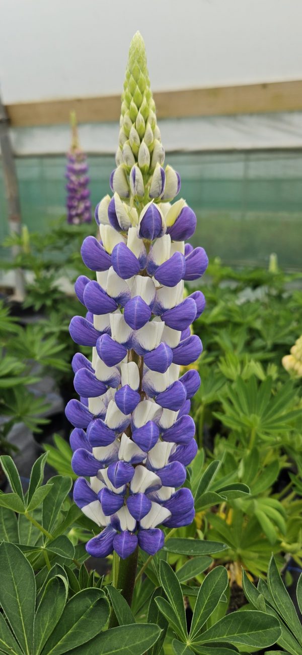 Lupin 'King Canute' Lupinus West Country 'King Canute'