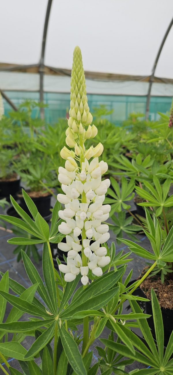 Lupinus 'Noble Maiden'