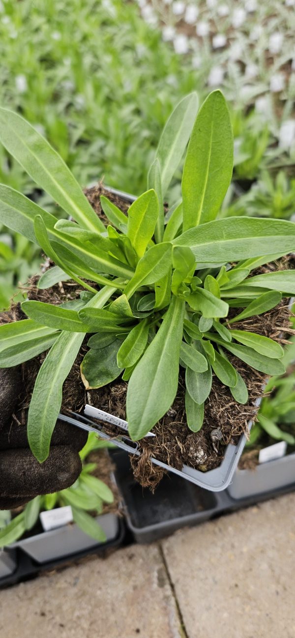 Lychnis flos-cuculi 'White Robin'