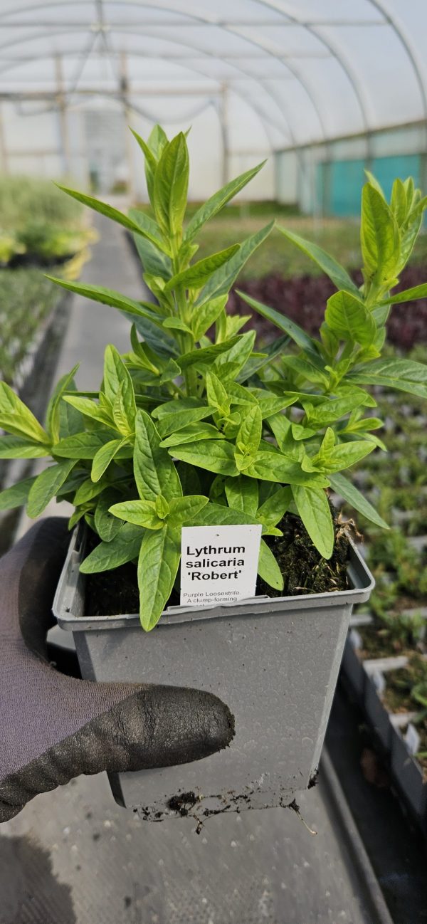 Lythrum 'Robert'3 Lythrum 'Robert'