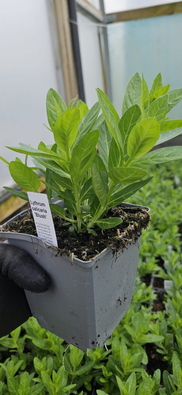 Lythrum salicaria 'Blush'