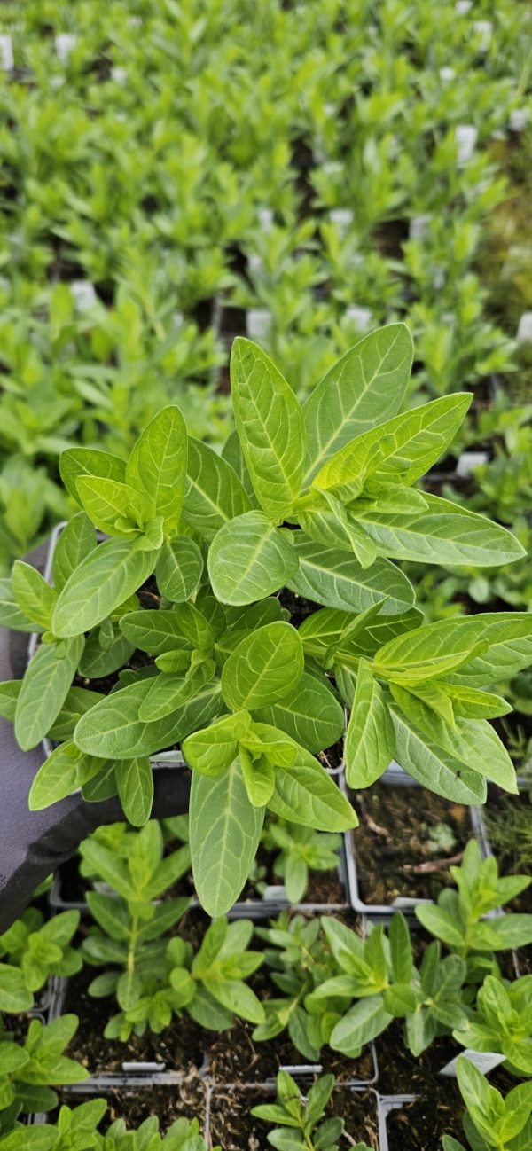 Lythrum salicaria 'Blush'