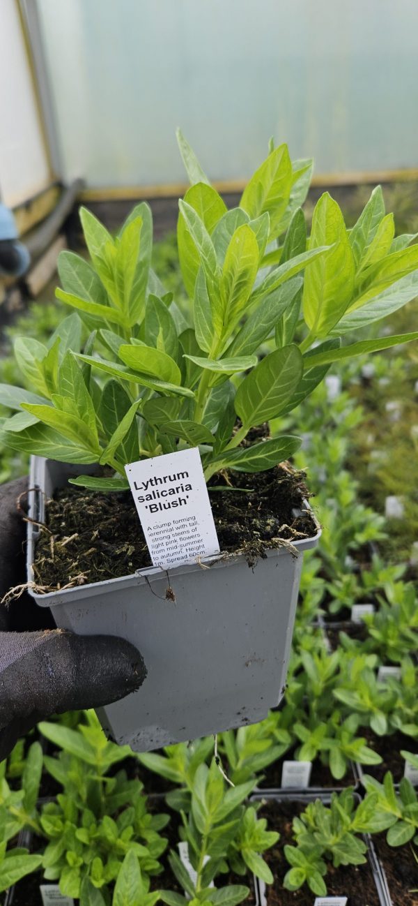 Lythrum salicaria 'Blush'