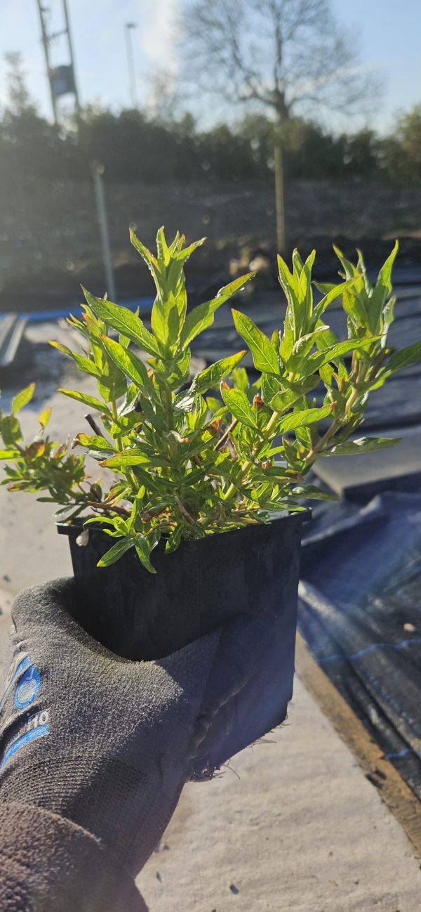 Lythrum virgatum 'Dropmore Purple'