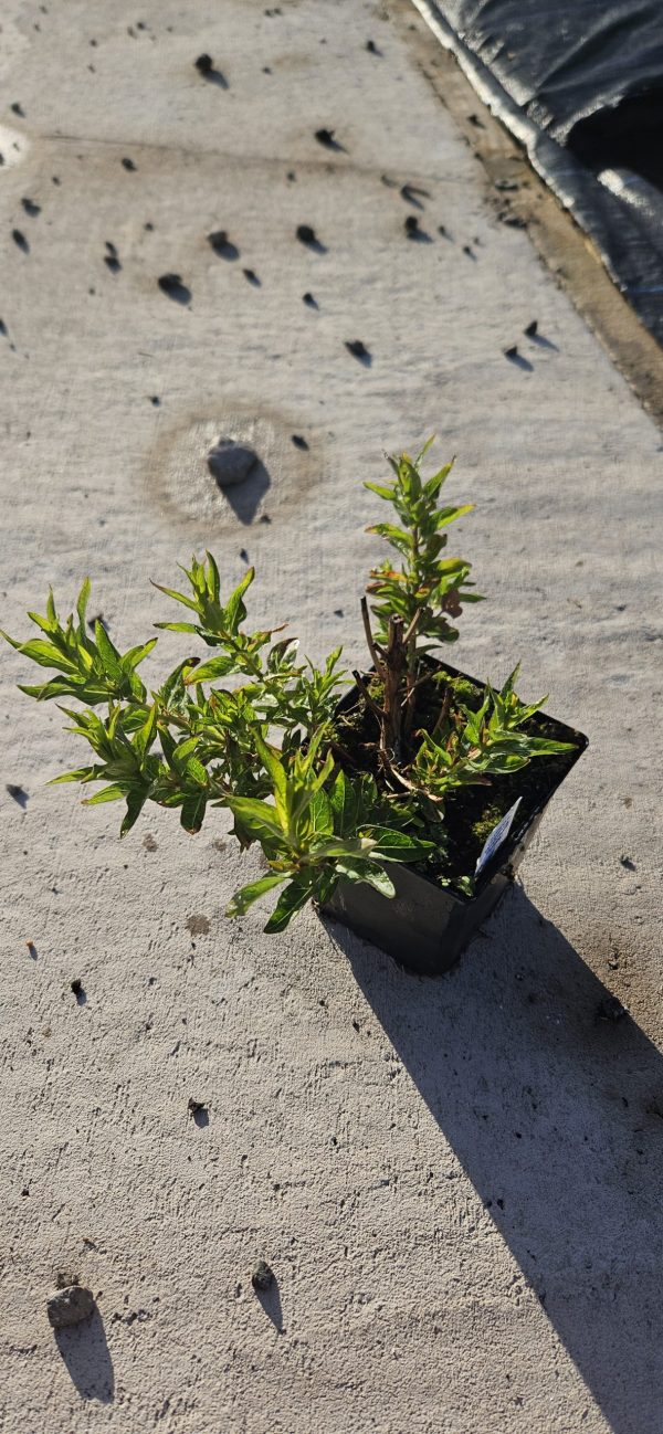 Lythrum virgatum 'Dropmore Purple'
