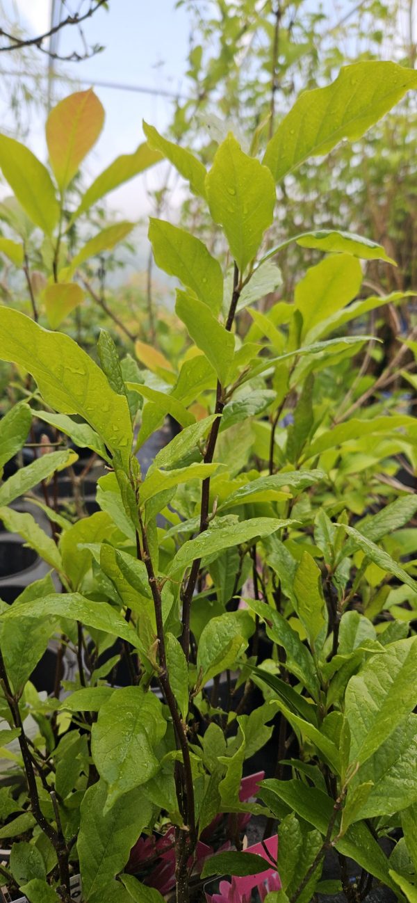 Magnolia 'Susan' Magnolia 'Susan'