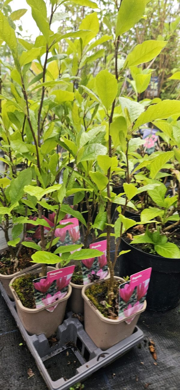 Magnolia 'Susan'2 Magnolia 'Susan'