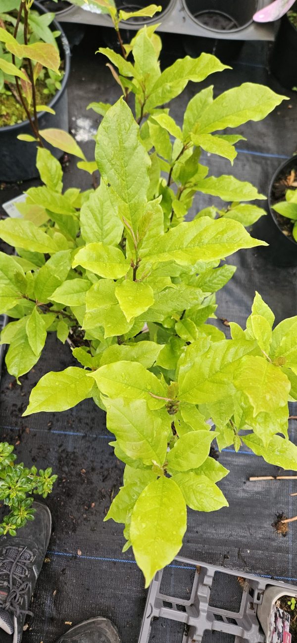 Magnolia 'Susan'3 Magnolia 'Susan'