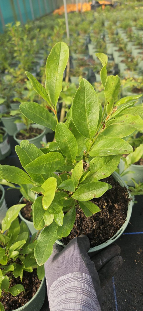 Magnolia stellata 'Royal Star'