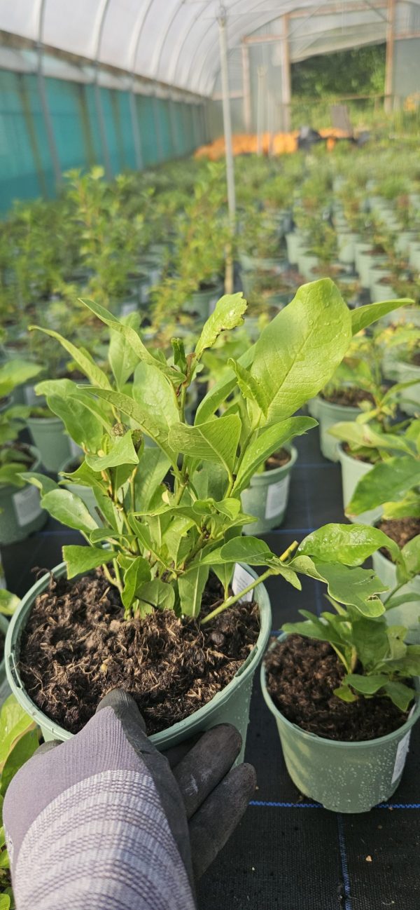 Magnolia stellata 'Royal Star'