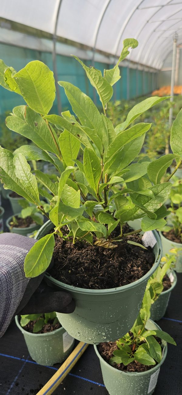 Magnolia stellata Magnolia stellata