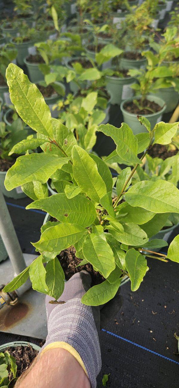 Magnolia stellata2 Magnolia stellata