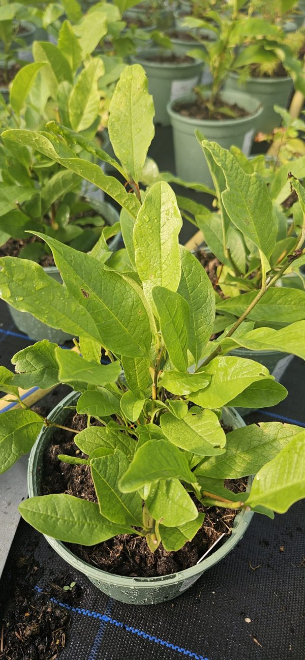 Magnolia stellata3 Magnolia stellata