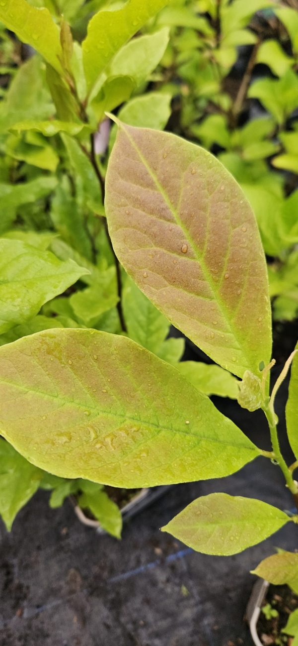 Magnolia x soulangeana Magnolia x soulangeana