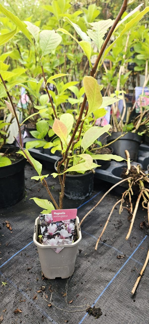 Magnolia x soulangeana2 Magnolia x soulangeana