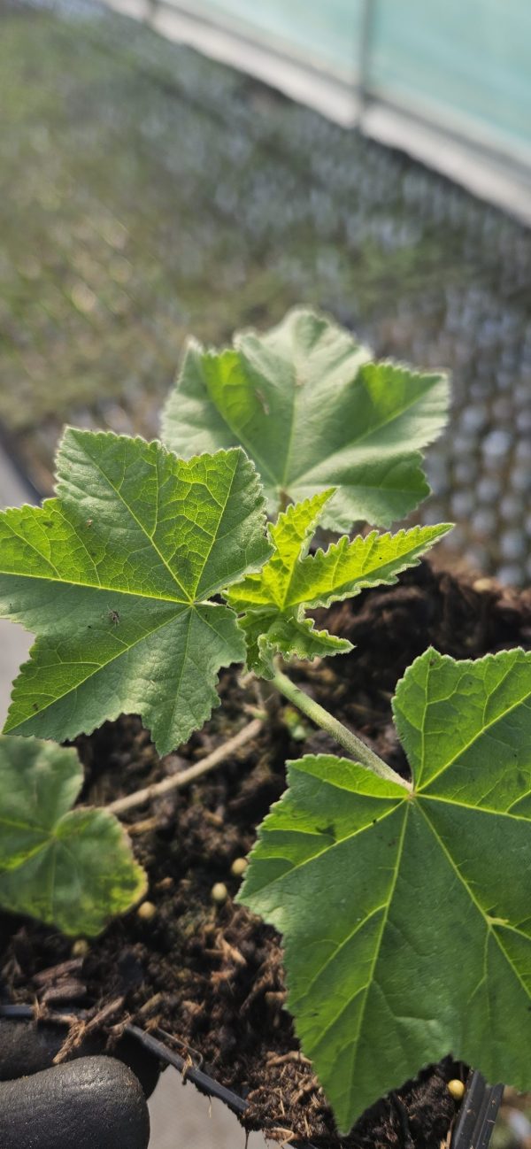Malva x clementii 'Red Rum'
