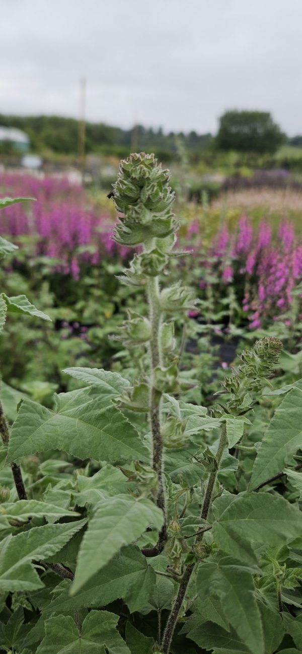 Malva × clementii 'Lavender Lady'