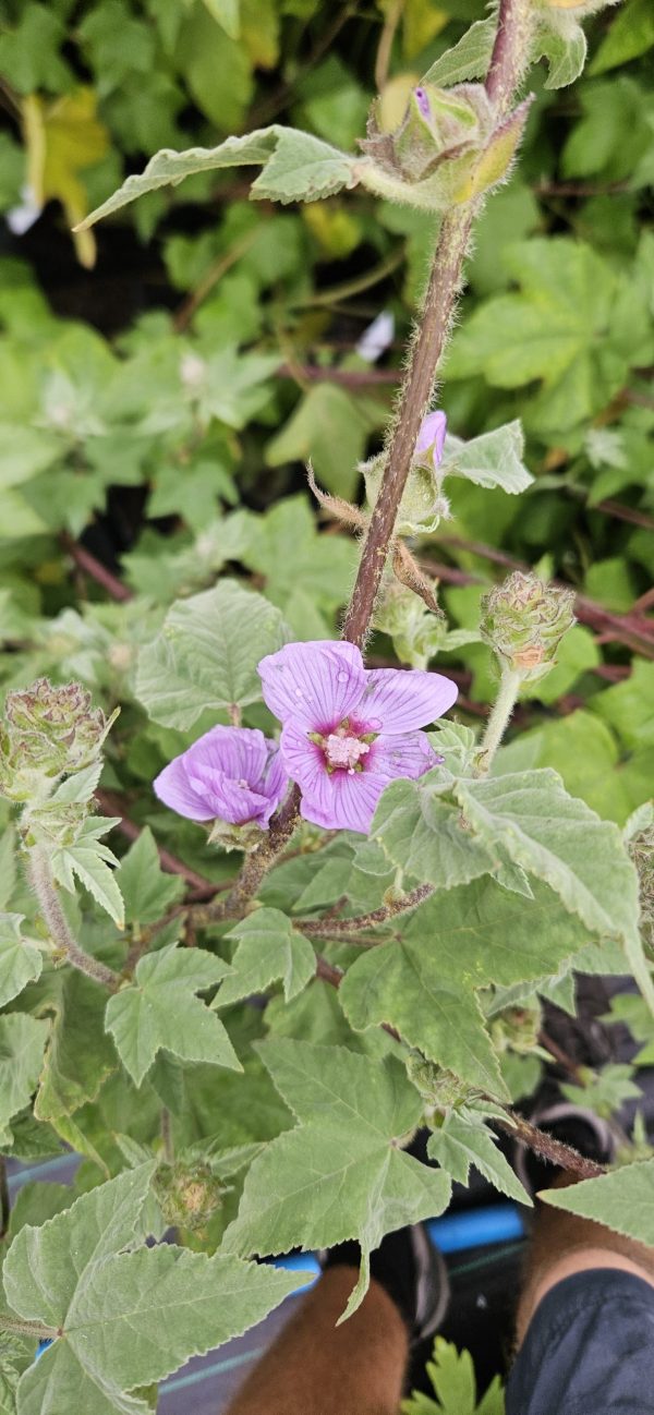 Malva × clementii 'Lavender Lady'