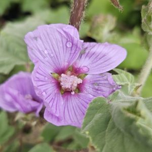 Malva × clementii 'Lavender Lady'