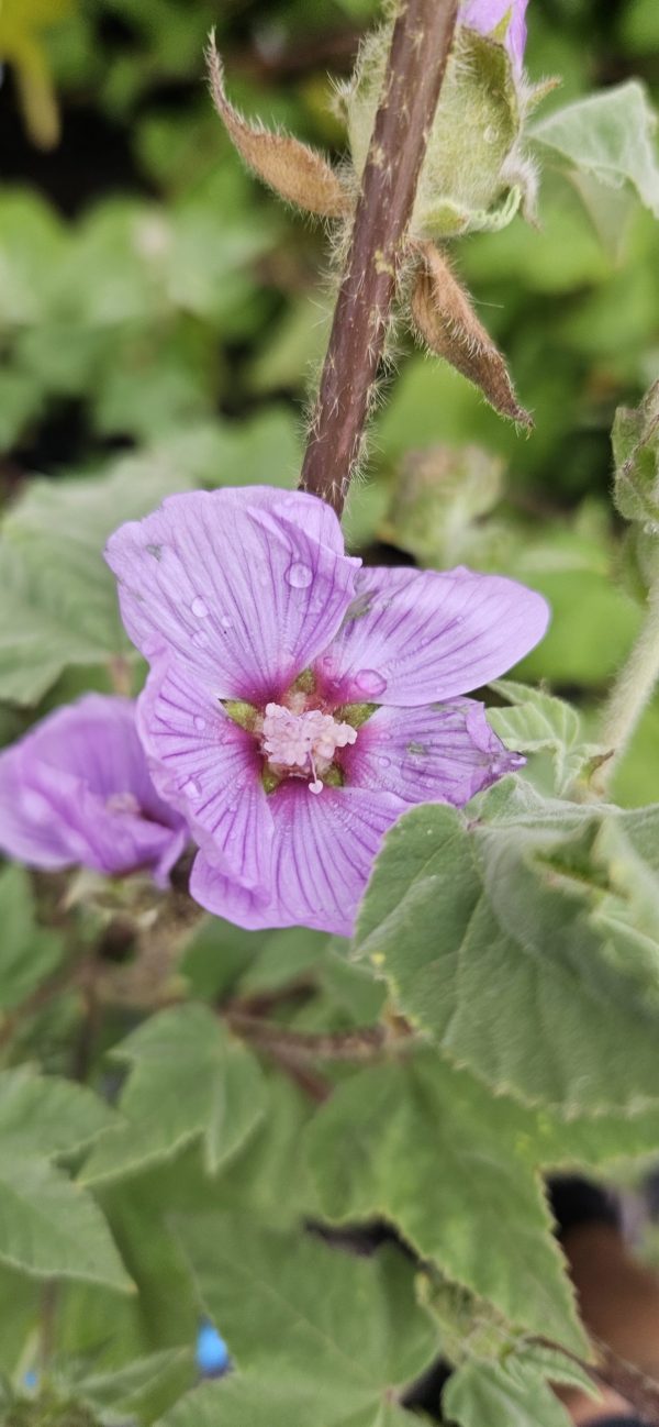 Malva × clementii 'Lavender Lady'