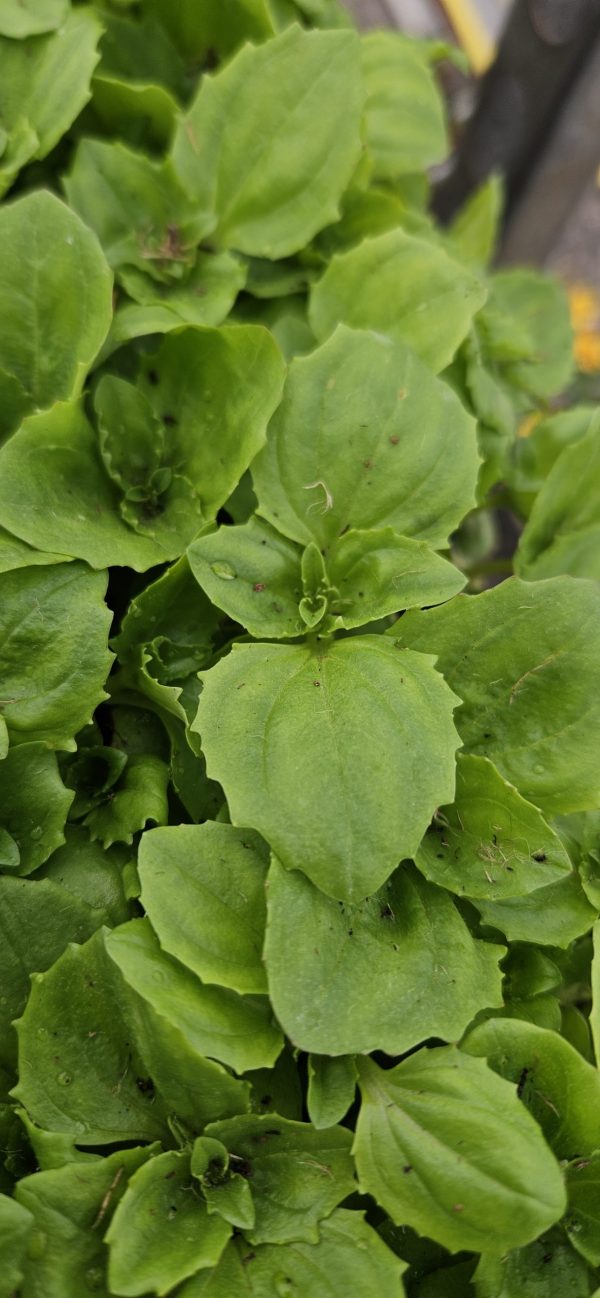 Mimulus 'Magic F1 Mix'