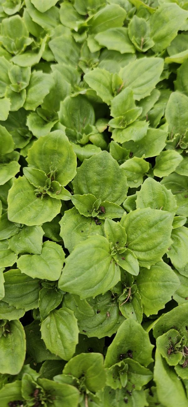 Mimulus 'Magic F1 Mix'