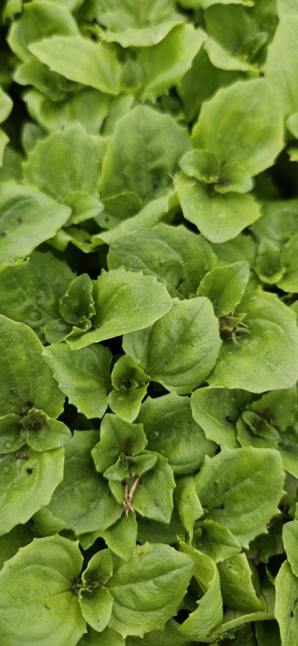 Mimulus 'Magic F1 Mix'