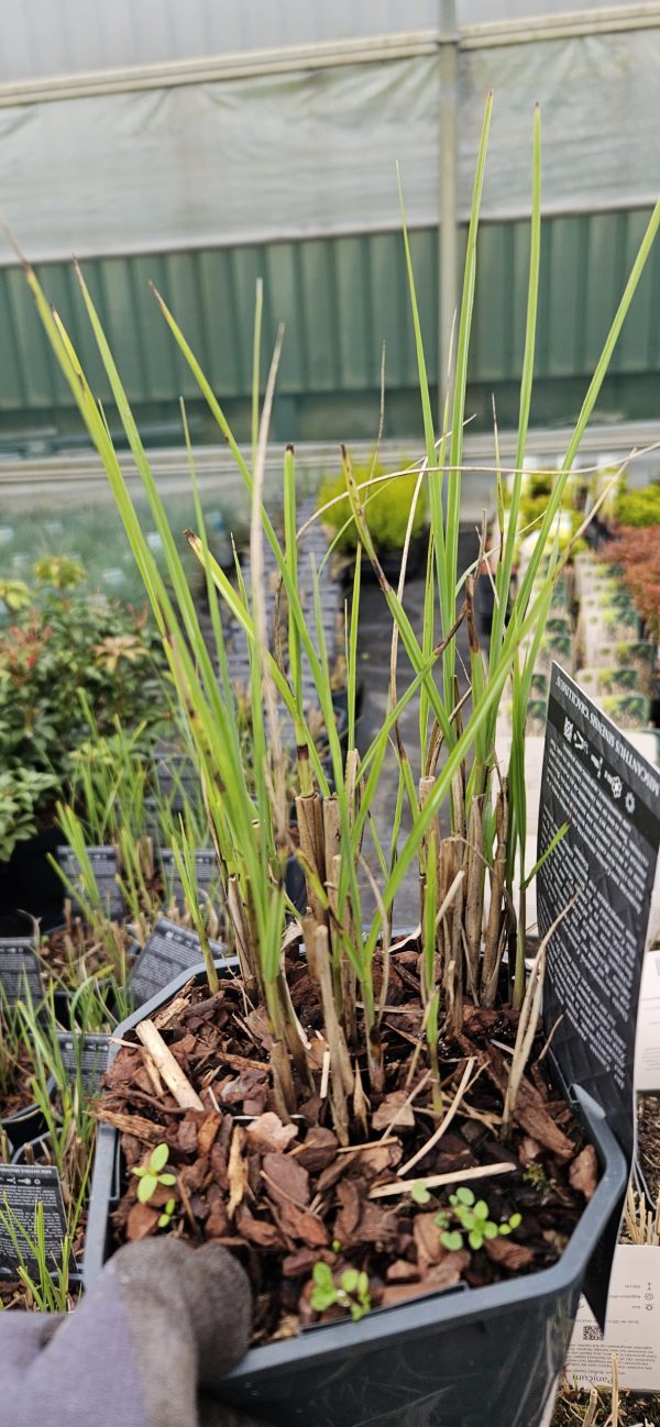 Miscanthus sinensis 'Gracillimus'