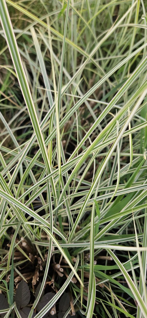 Miscanthus sinensis 'Morning Light'