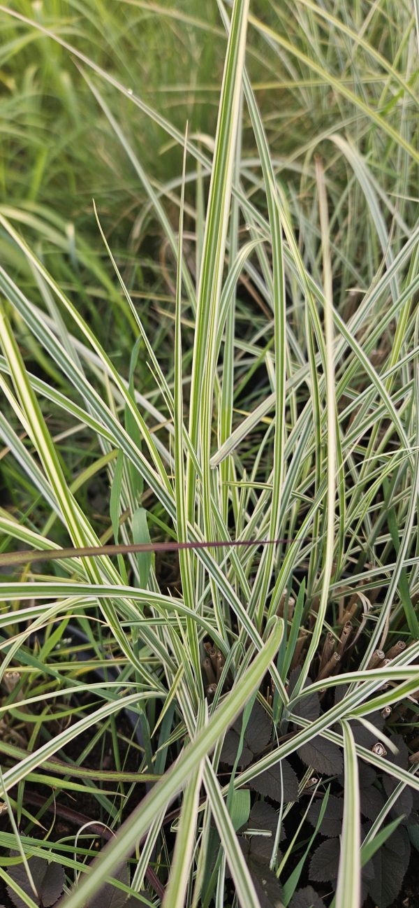 Miscanthus sinensis 'Morning Light'