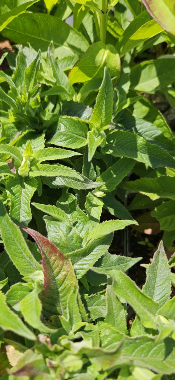 Monarda 'Balmy Lilac'