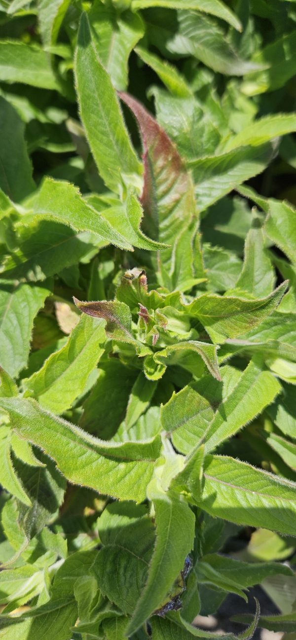 Monarda 'Balmy Lilac'