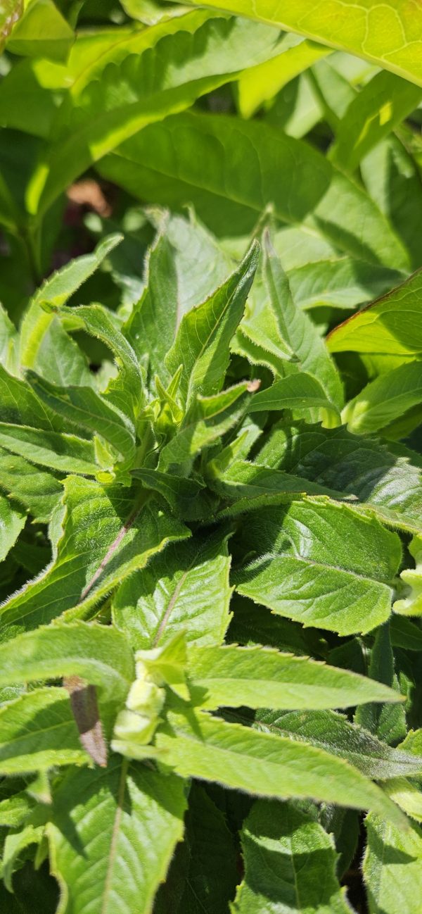 Monarda 'Balmy Lilac'