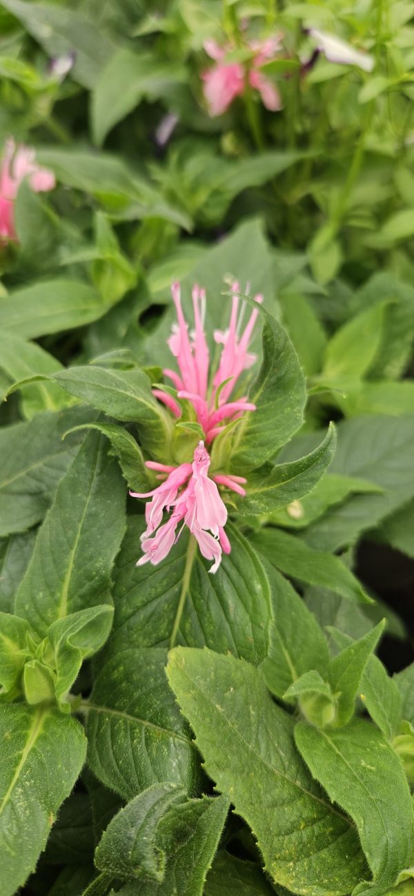 Monarda 'Balmy Pink'
