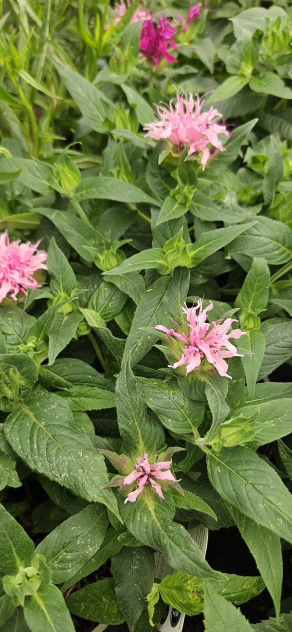 Monarda 'Balmy Pink'