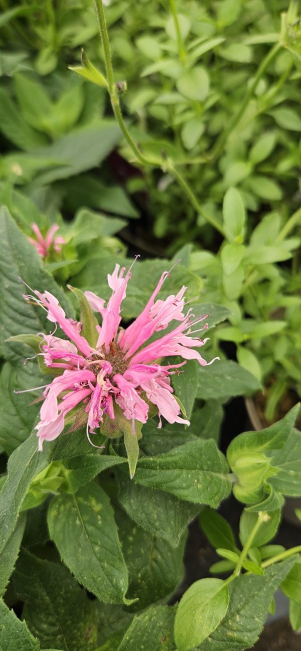 Monarda 'Balmy Pink'