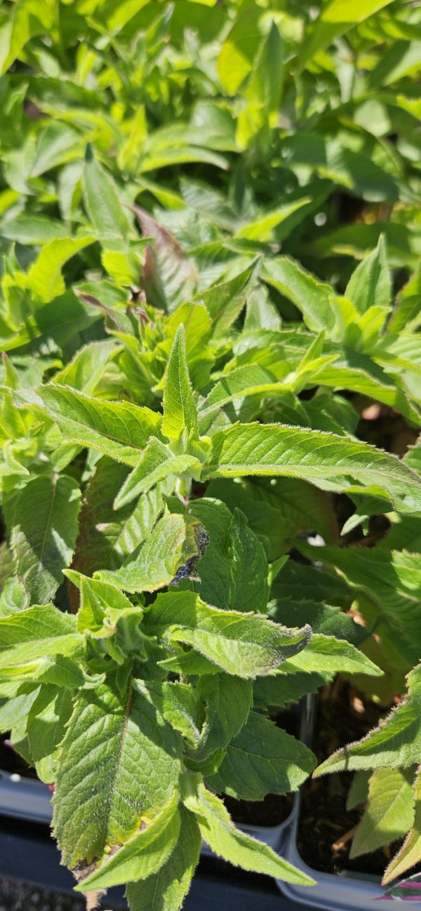 Monarda 'Balmy Purple Red'