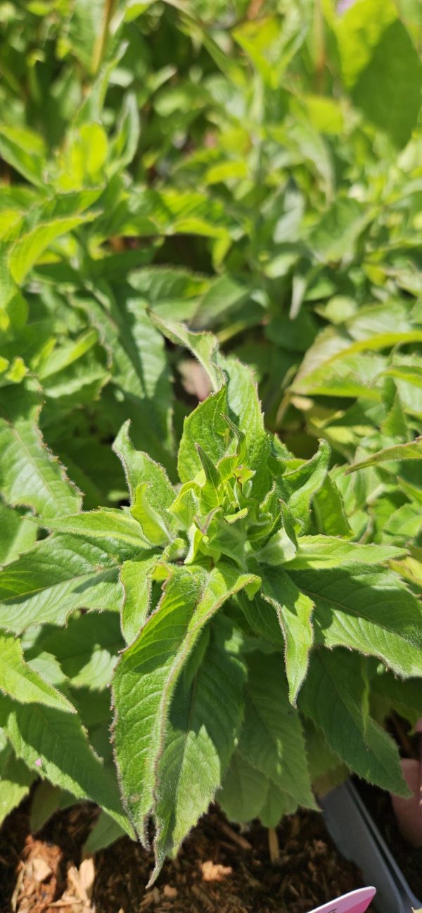 Monarda 'Balmy Purple Red'