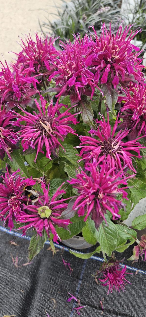 Monarda 'Balmy Purple' Monarda 'Balmy Purple'