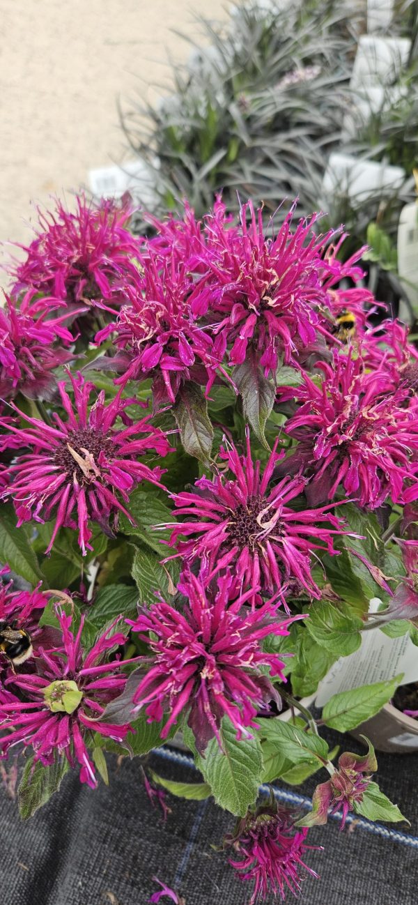 Monarda 'Balmy Purple'3 Monarda 'Balmy Purple'