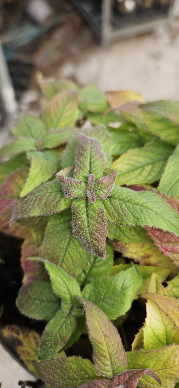Monarda 'Balmy Rose'