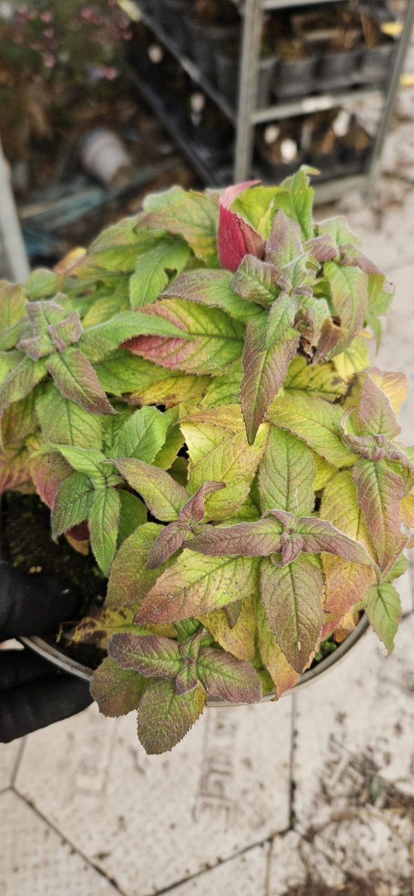 Monarda 'Balmy Rose'