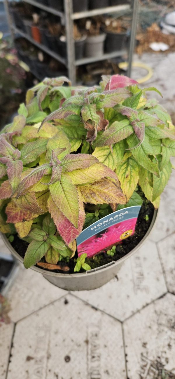 Monarda 'Balmy Rose'