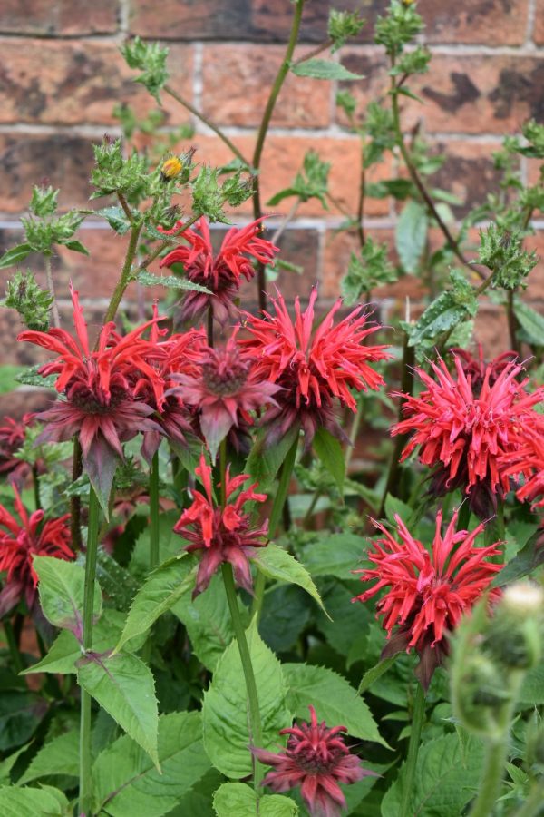 Monarda 'Cambridge Scarlet'