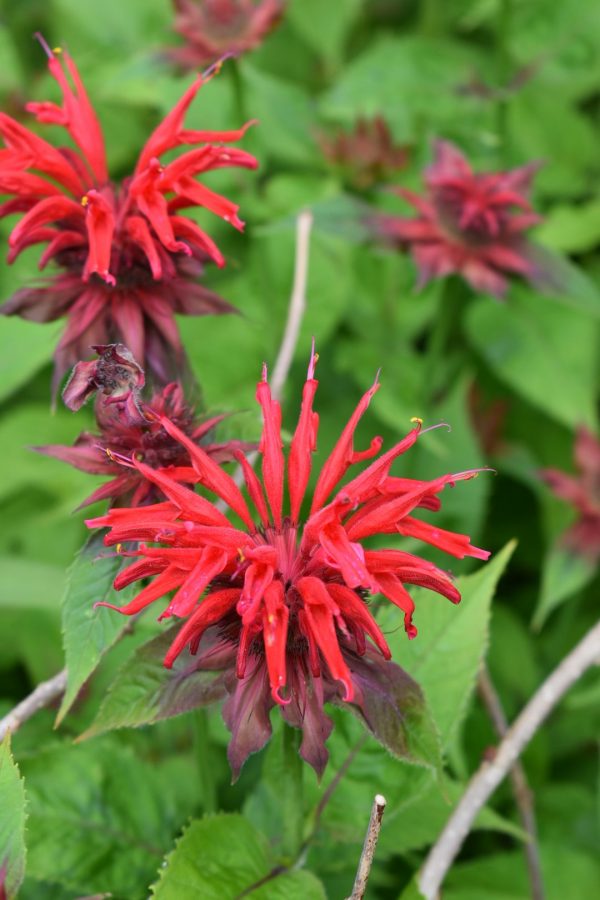 Monarda 'Cambridge Scarlet'