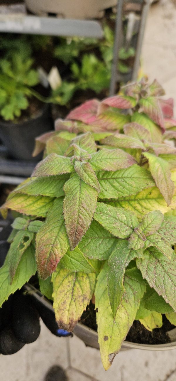 Monarda 'Cranberry Lace'