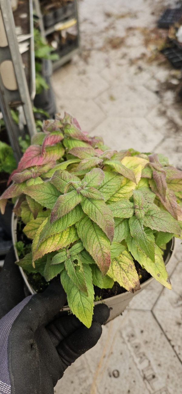 Monarda 'Cranberry Lace'