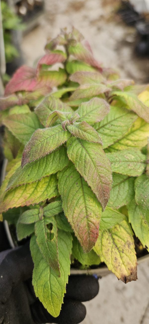 Monarda 'Cranberry Lace'