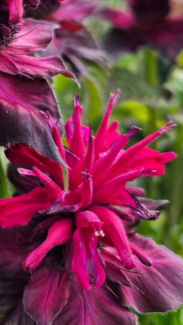Monarda 'Fireball' Monarda 'Fireball'